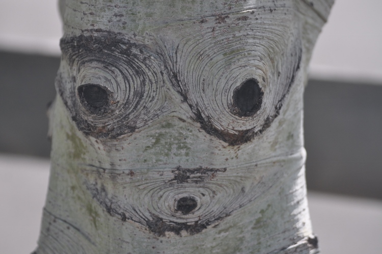 aspen bark smiley face